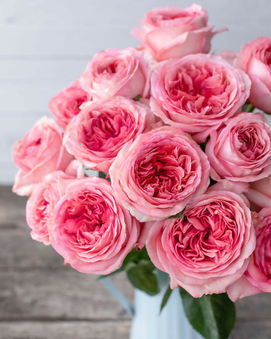 fynfyn flower phytu -Pink-Xpression-Pink-Garden-Rose 1