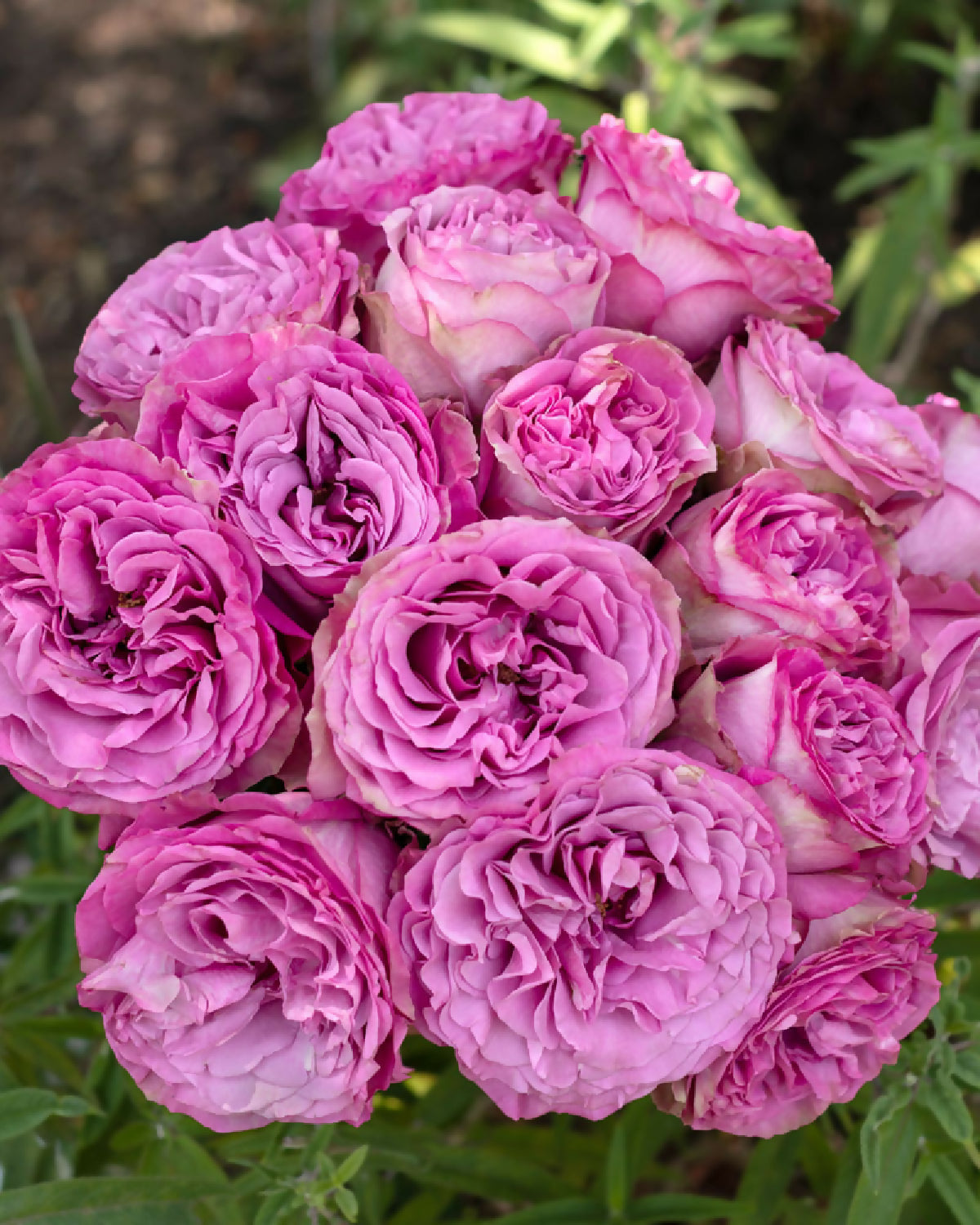 fynfyn flower phytu Queens-Crown-Lavender-Rose