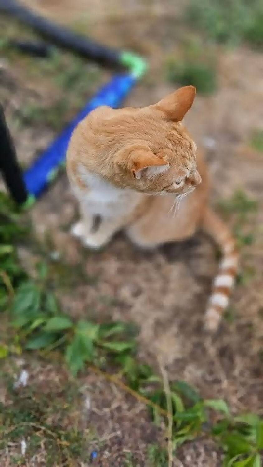 stray cat orange stripe 2 phytu limitless love animal rescue