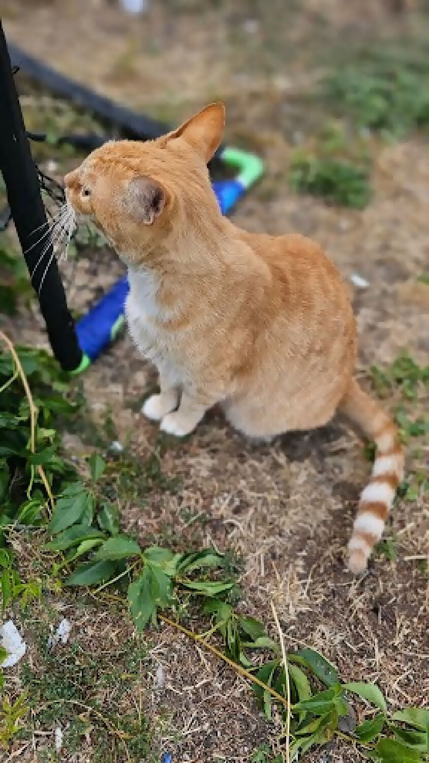 stray cat orange stripe 1 phytu limitless love animal rescue