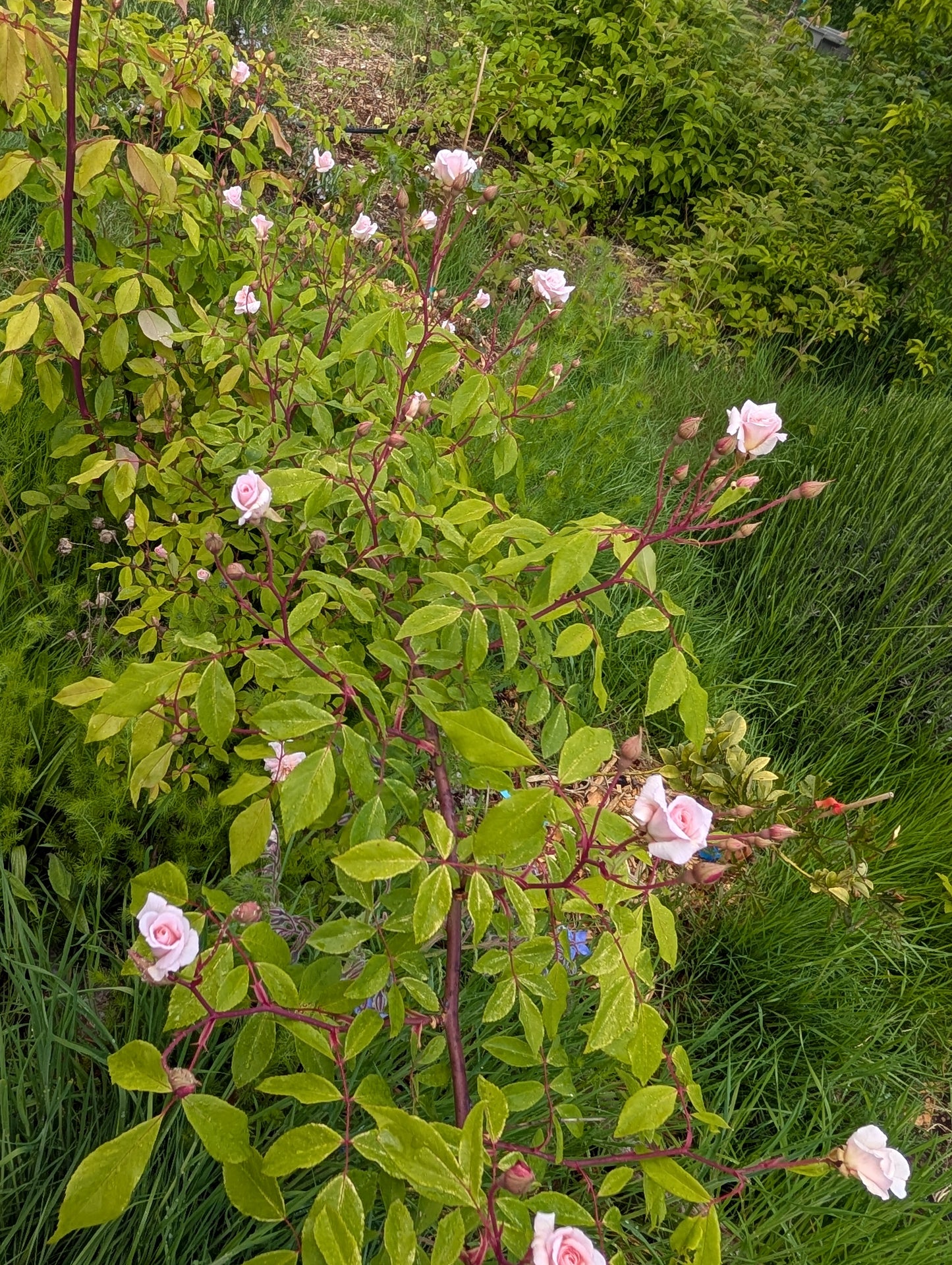 Free few thorn Cecile Brunner climbing rose plant cuttings