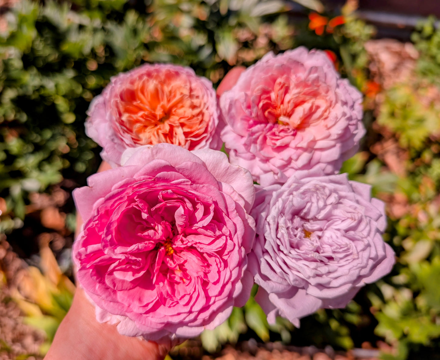 Pompadour lookalike strong fragrant garden rose plant large flower bush