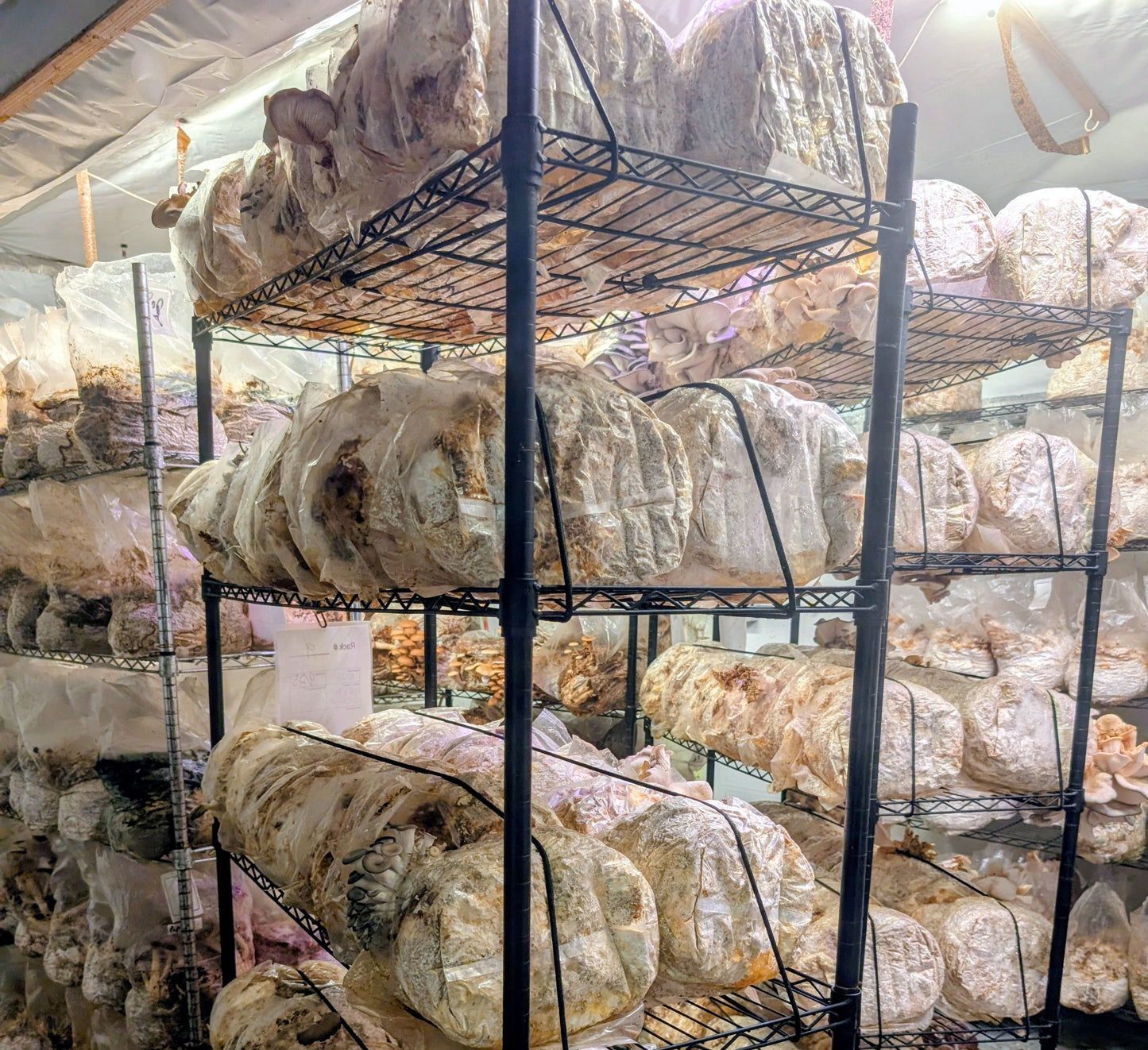 Organic Shiitake Fruiting Block – Mushroom Growing Kit