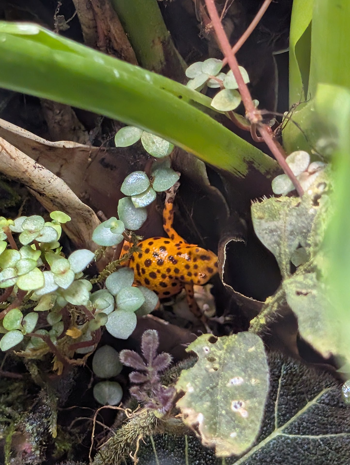 Strawberry poison frog