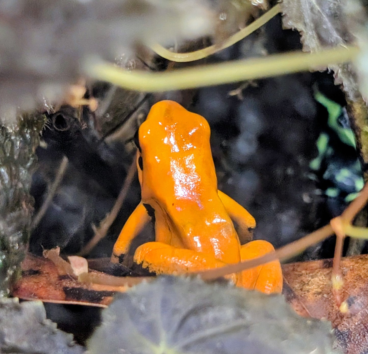 Poison dart frog