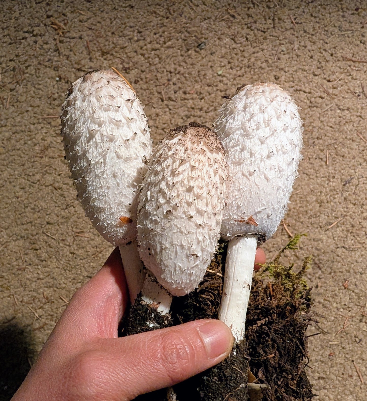 Shaggy mane mushroom spores