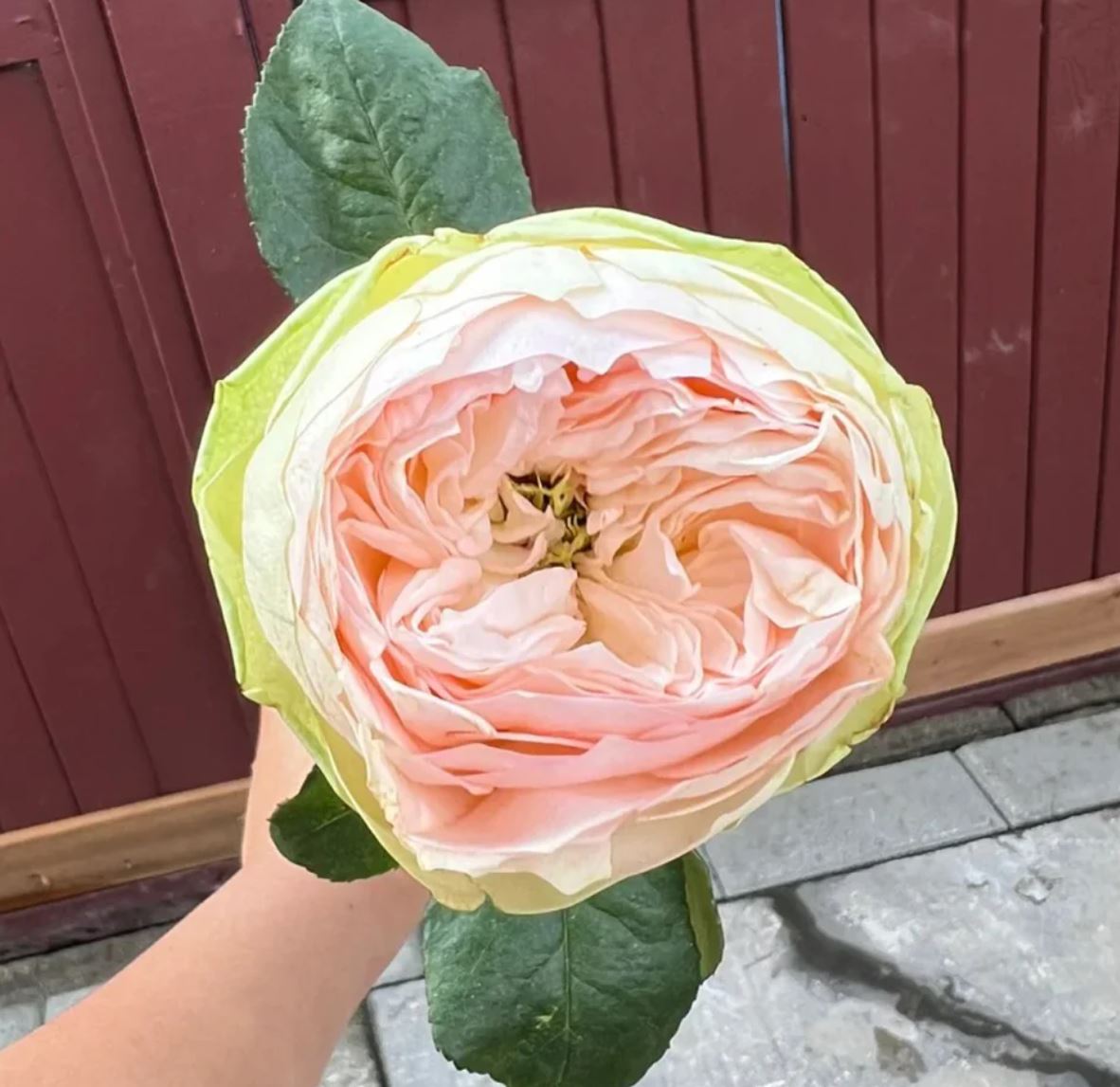 Pinkie Pie lookalike wedding garden rose plant large flower bush deciduous shrub