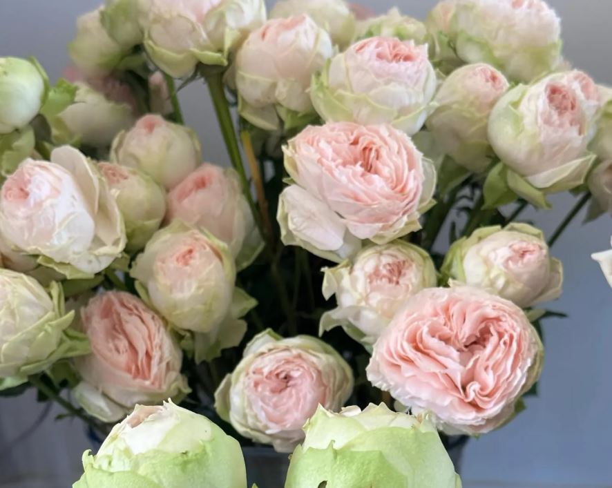 Pinkie Pie lookalike wedding garden rose plant large flower bush deciduous shrub
