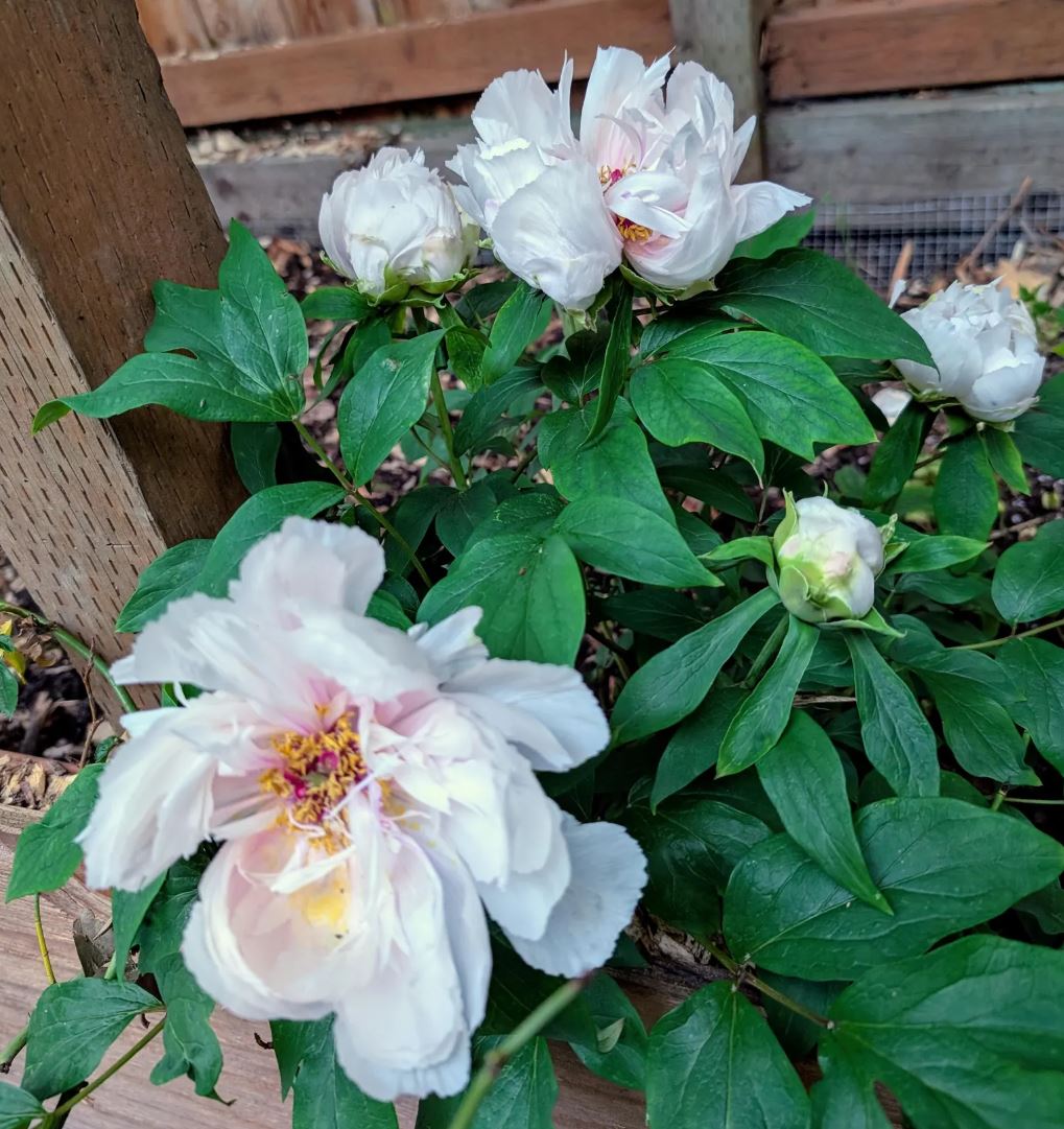 Random and lost tag large flower tree peony