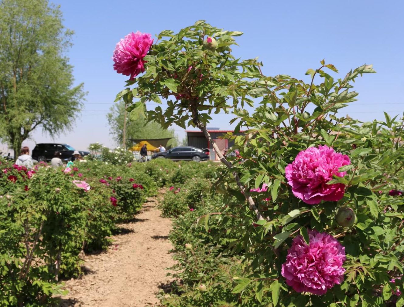 Random and lost tag large flower tree peony