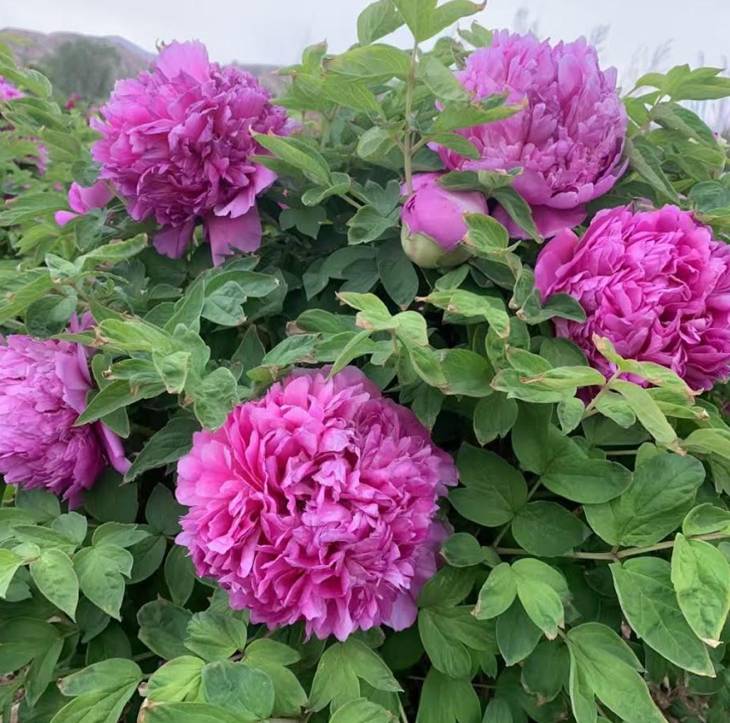 Random and lost tag large flower tree peony