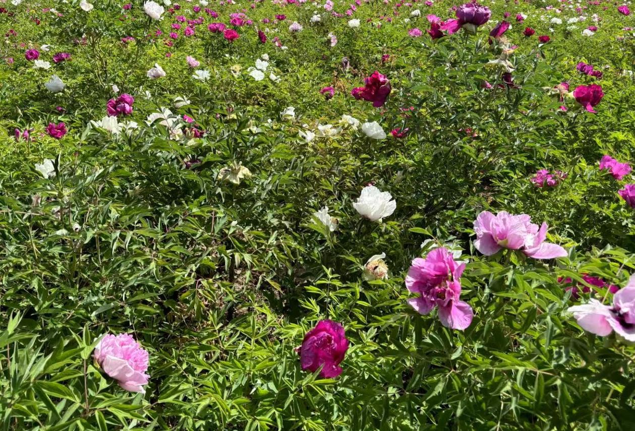 Random and lost tag large flower tree peony