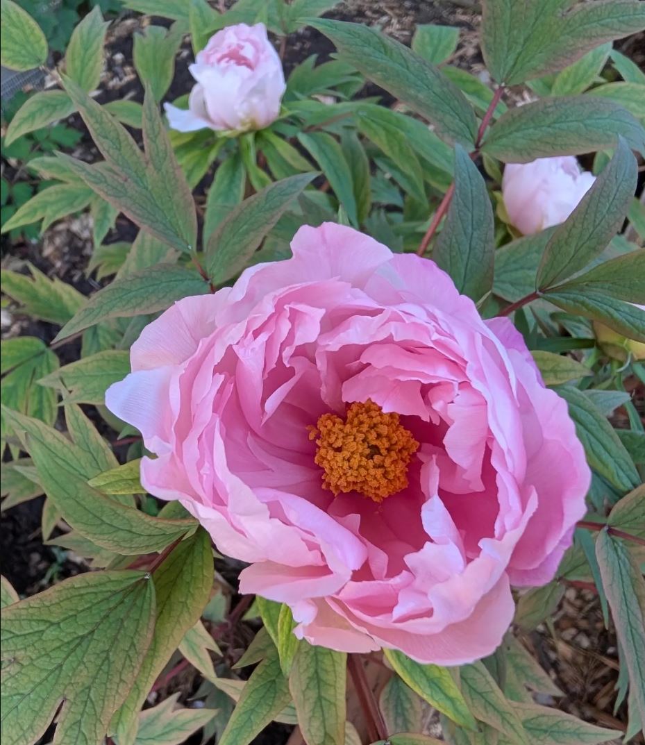 Random and lost tag large flower tree peony