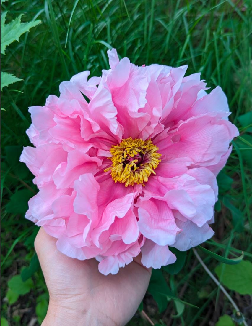 Random and lost tag large flower tree peony