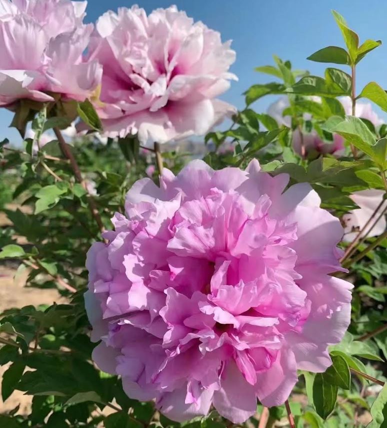 Random and lost tag large flower tree peony