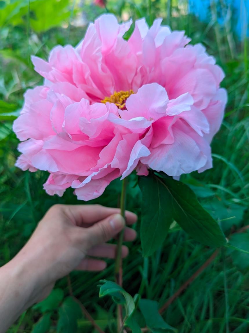 Random and lost tag large flower tree peony