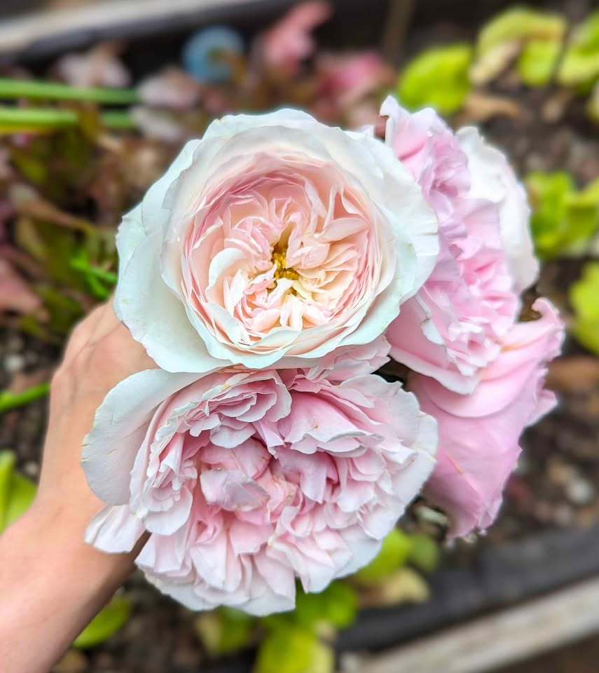 Pale pink & cream wedding garden rose plant large flower bush deciduous shrub