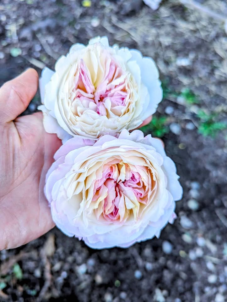 Pale pink & cream wedding garden rose plant large flower bush deciduous shrub