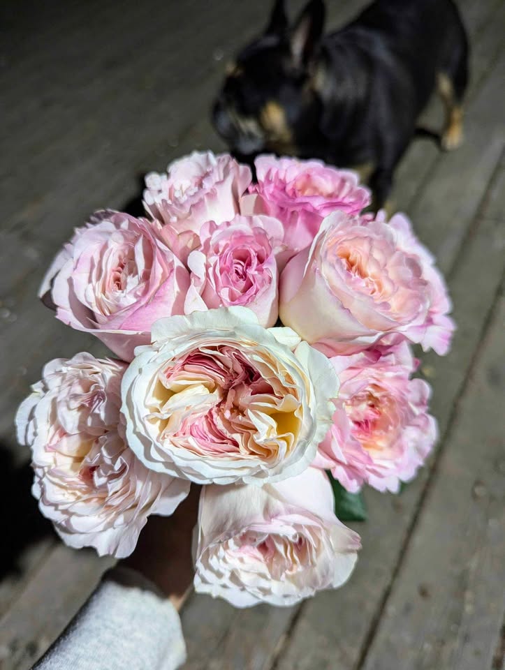 Pale pink & cream wedding garden rose plant large flower bush deciduous shrub