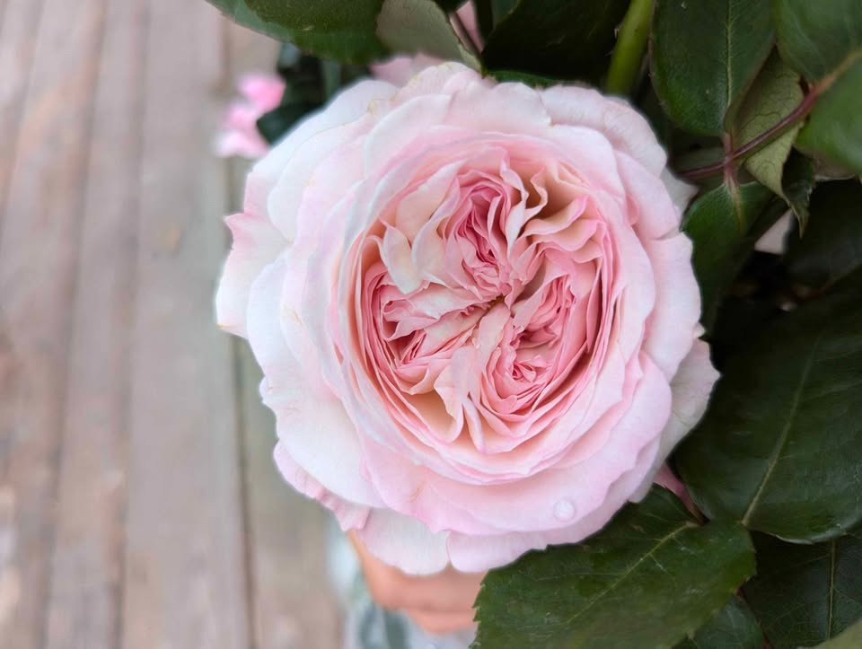 Pale pink & cream wedding garden rose plant large flower bush deciduous shrub