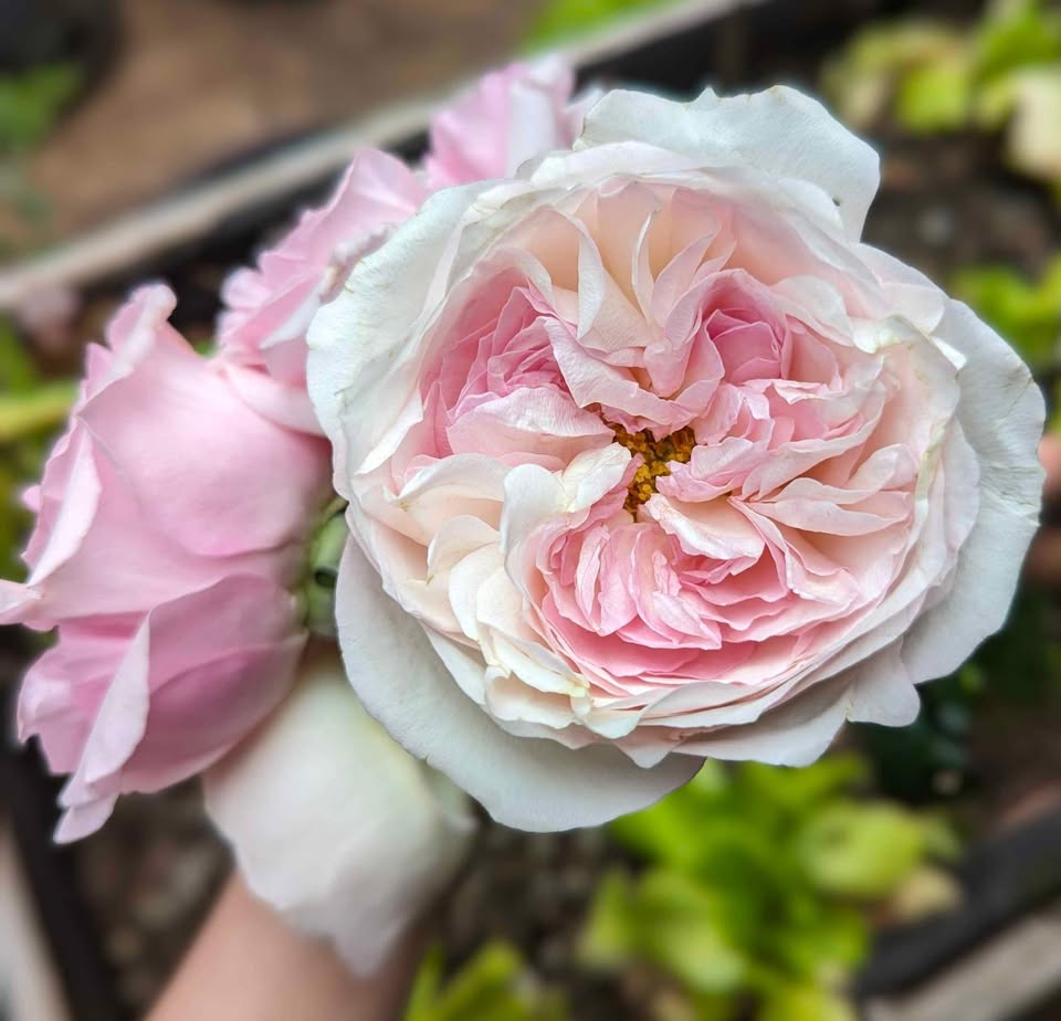 Pale pink & cream wedding garden rose plant large flower bush deciduous shrub