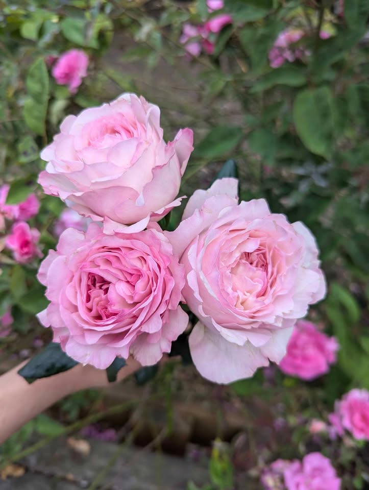 Pale pink & cream wedding garden rose plant large flower bush deciduous shrub