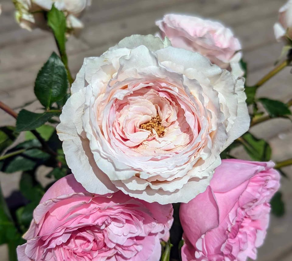 Pale pink & cream wedding garden rose plant large flower bush deciduous shrub