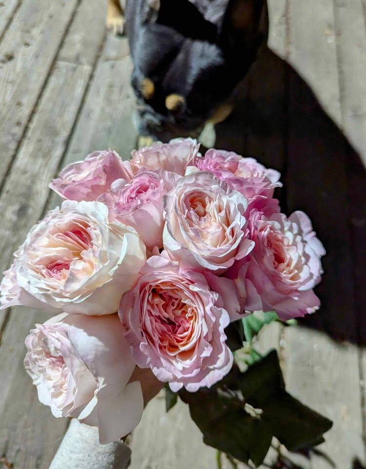 Pale pink & cream wedding garden rose plant large flower bush deciduous shrub
