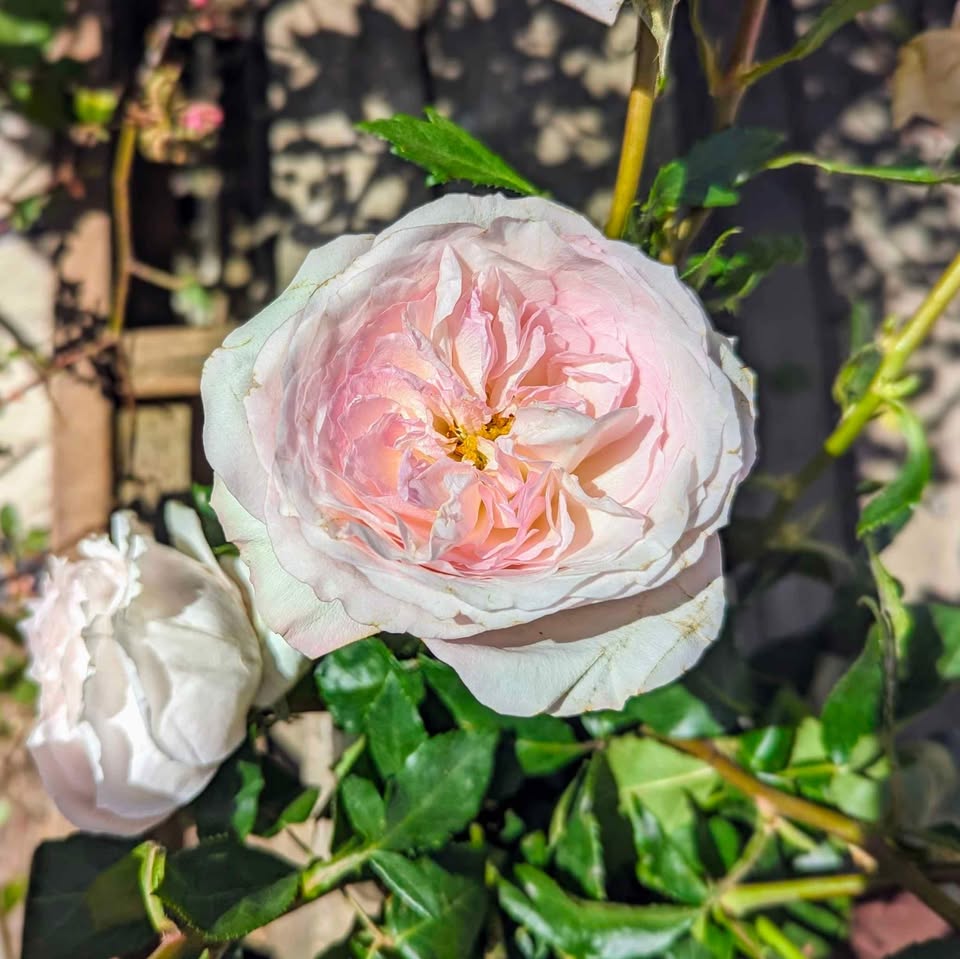 Pale pink & cream wedding garden rose plant large flower bush deciduous shrub
