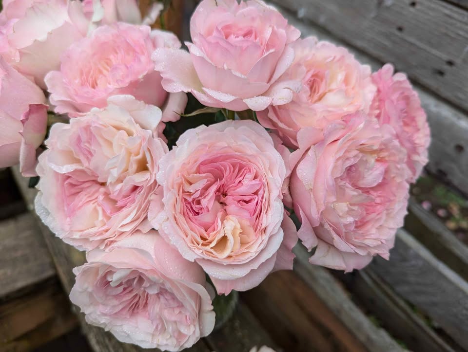 Pale pink & cream wedding garden rose plant large flower bush deciduous shrub