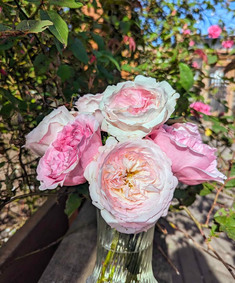 Pale pink & cream wedding garden rose plant large flower bush deciduous shrub