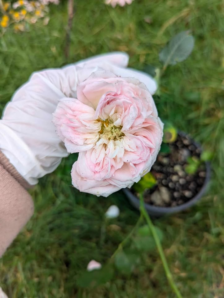 Pale pink & cream wedding garden rose plant large flower bush deciduous shrub