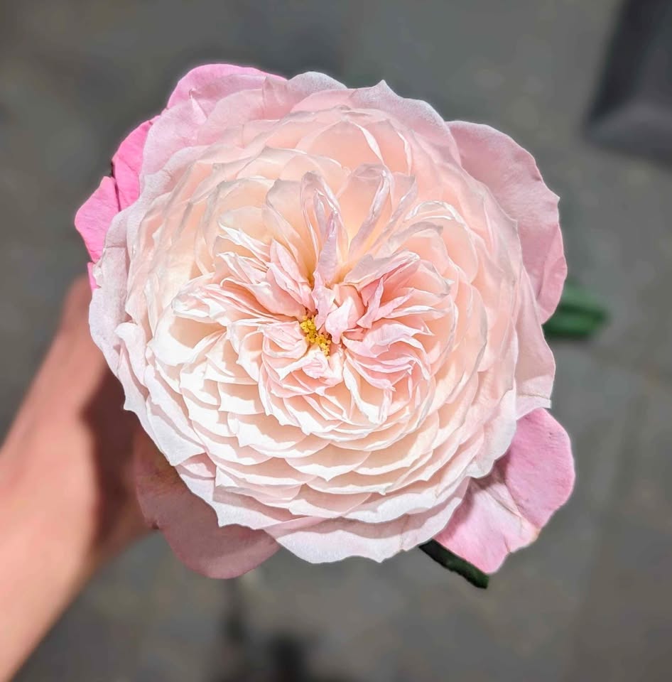 Pink & cream wedding garden rose plant large flower bush deciduous shrub