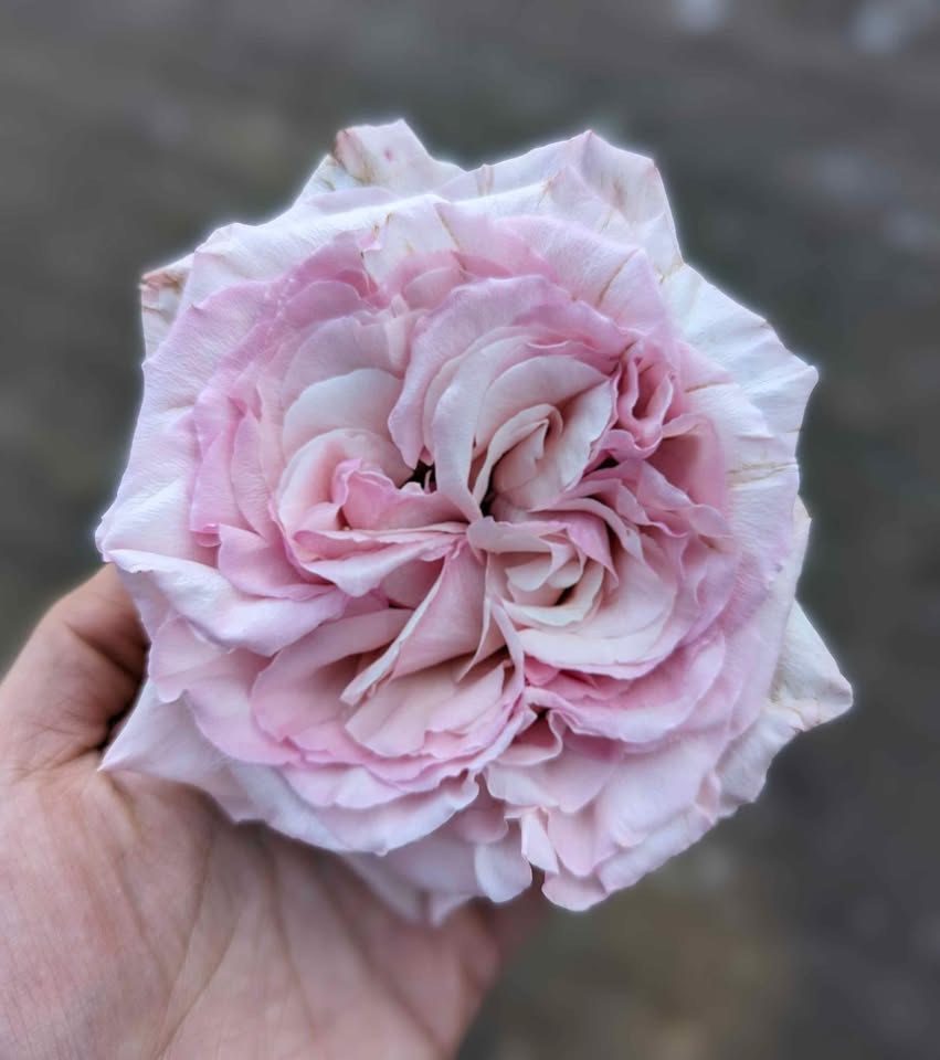 Pale pink & cream wedding garden rose plant large flower bush deciduous shrub