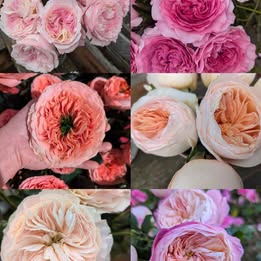 Yellow & pink wedding garden rose plant large flower bush deciduous shrub