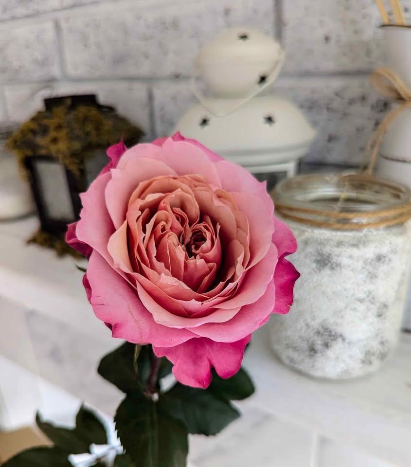 Miyabi Japanese wedding garden rose plant large flower bush deciduous shrub
