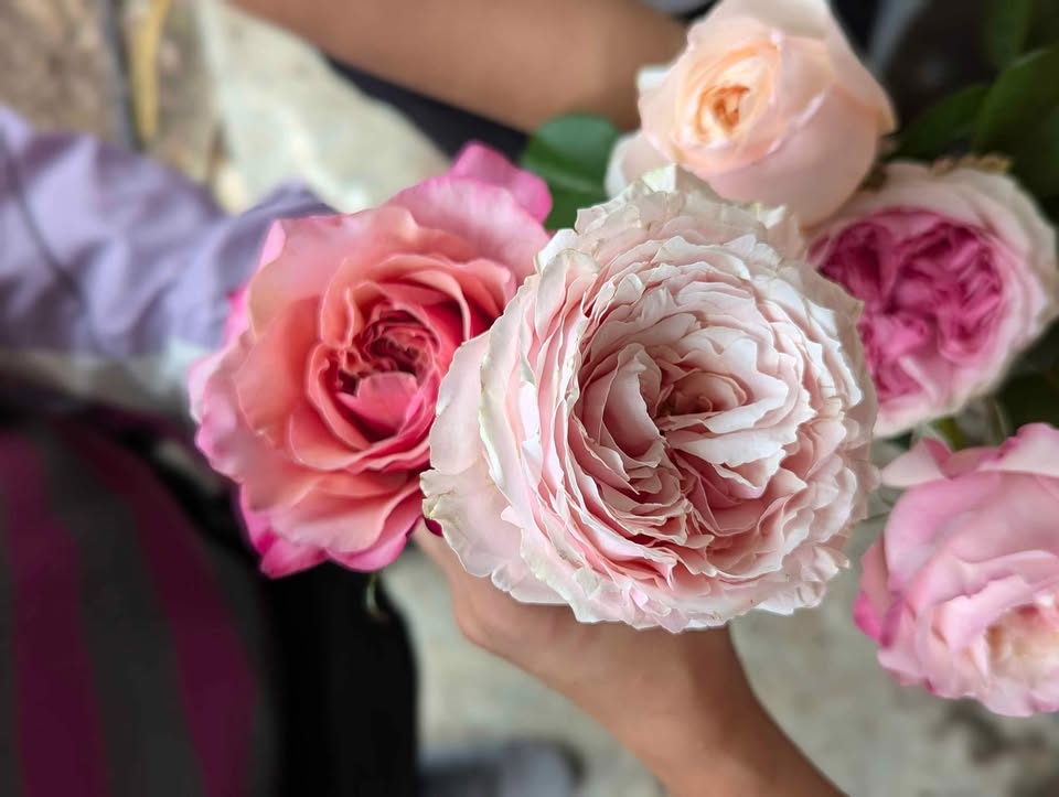 Westminster Abbey lookalike wedding garden rose plant large flower bush deciduous shrub