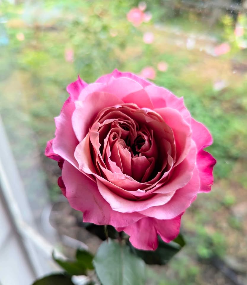 Miyabi Japanese wedding garden rose plant large flower bush deciduous shrub