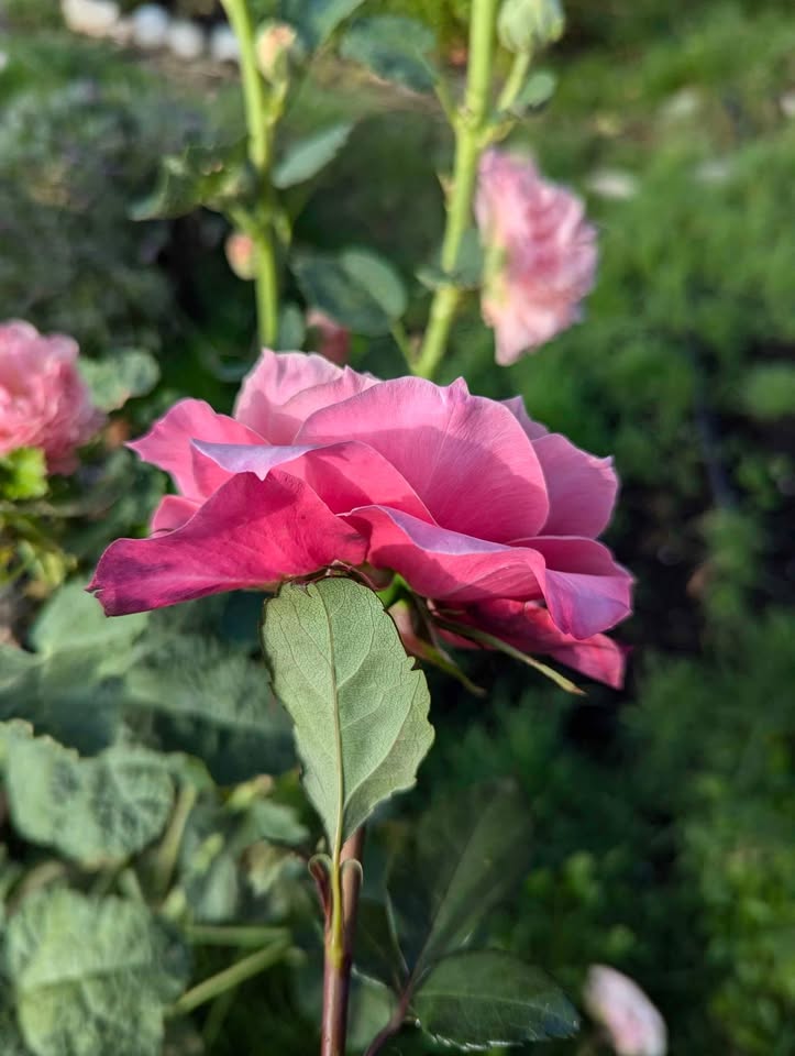 Miyabi Japanese wedding garden rose plant large flower bush deciduous shrub