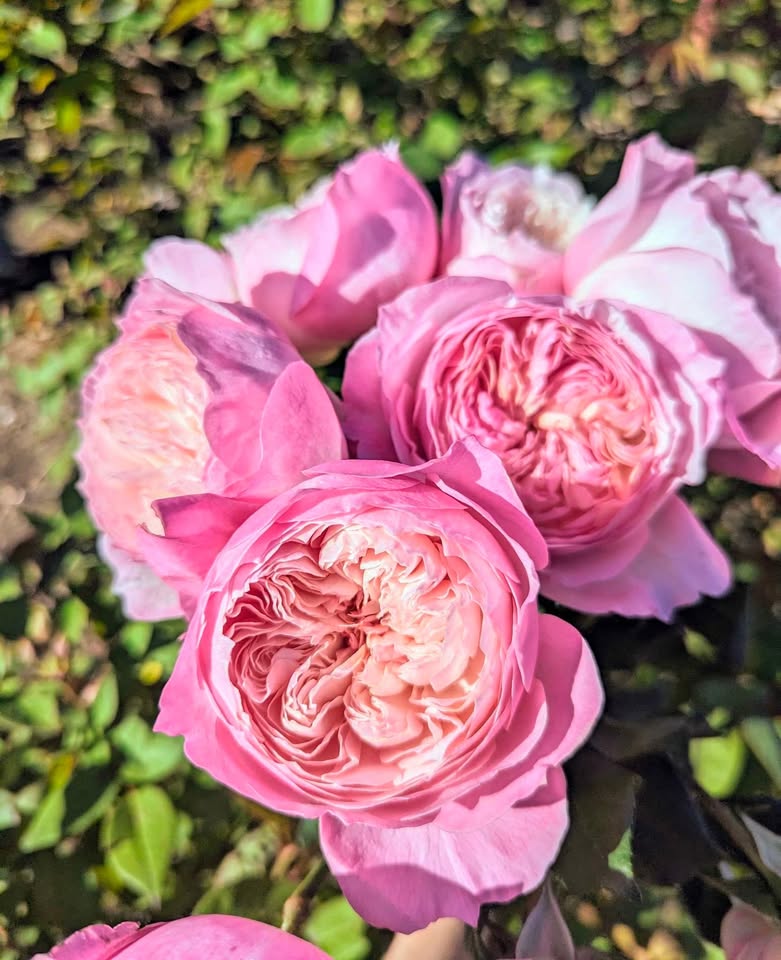 Pink & cream wedding garden rose plant large flower bush deciduous shrub