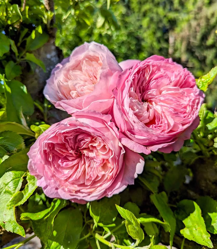 Pink & cream wedding garden rose plant large flower bush deciduous shrub