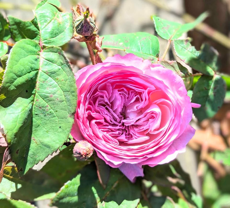 Pink & cream wedding garden rose plant large flower bush deciduous shrub