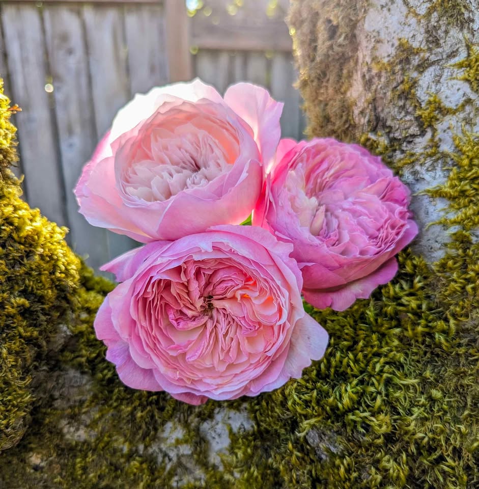 Pink & cream wedding garden rose plant large flower bush deciduous shrub