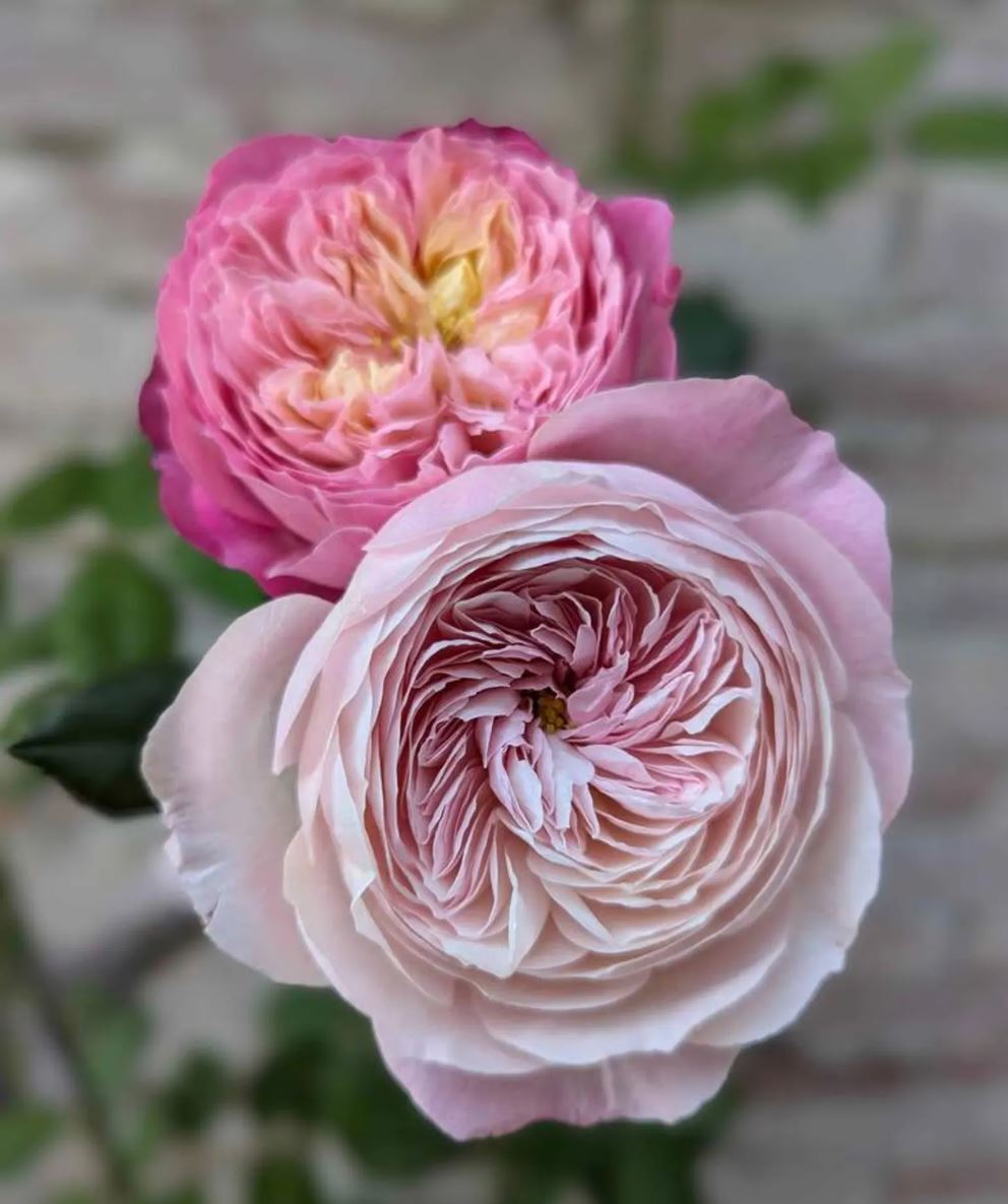 Pink & cream wedding garden rose plant large flower bush deciduous shrub