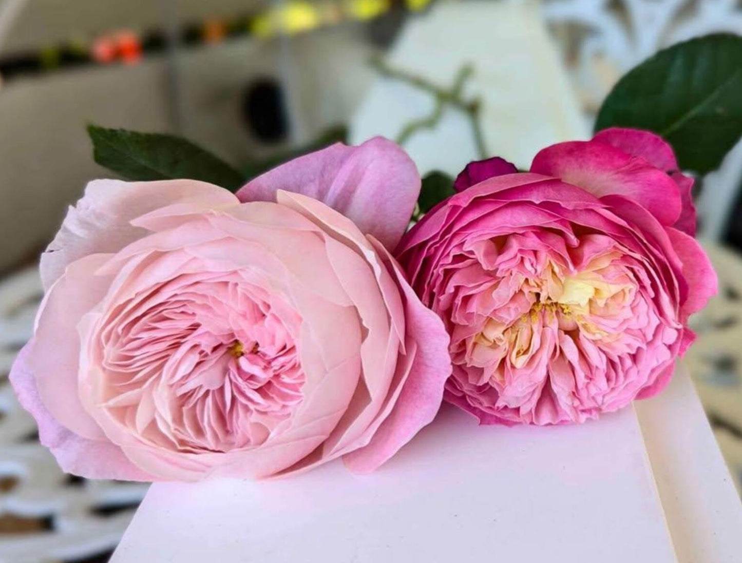 Pink & cream wedding garden rose plant large flower bush deciduous shrub