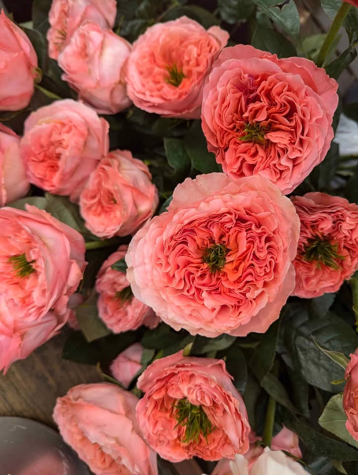 Mandarin Xpression unique garden rose plant