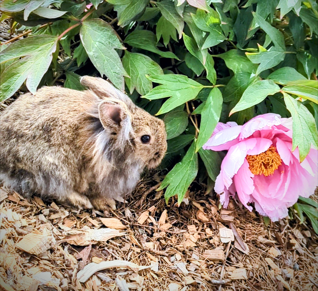 Small rabbit sitting among green leaves and a pink flower phytu