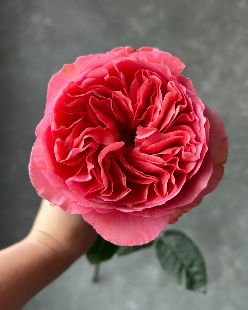 25 roses Candy Xpression deluxe, unique garden roses