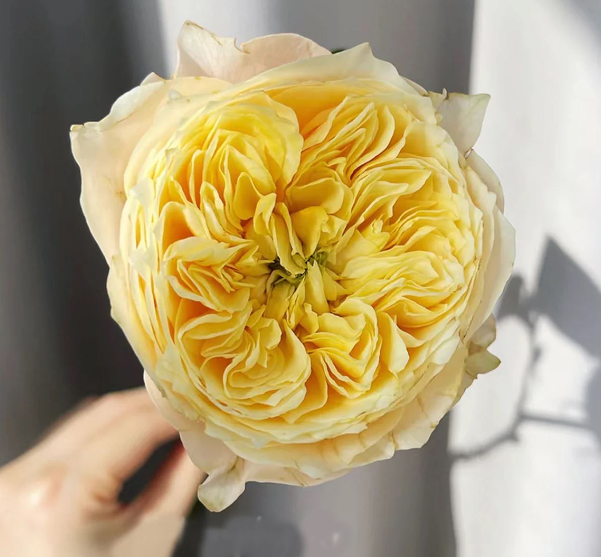 Golden Vuvuzela lookalike wedding garden rose plant large flower bush deciduous shrub