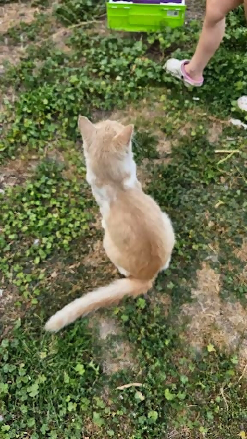 stray cat orange stripe 2 phytu limitless love animal rescue 2